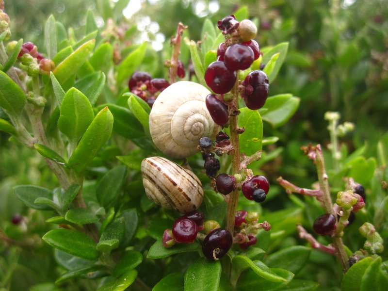 Snails & Berries