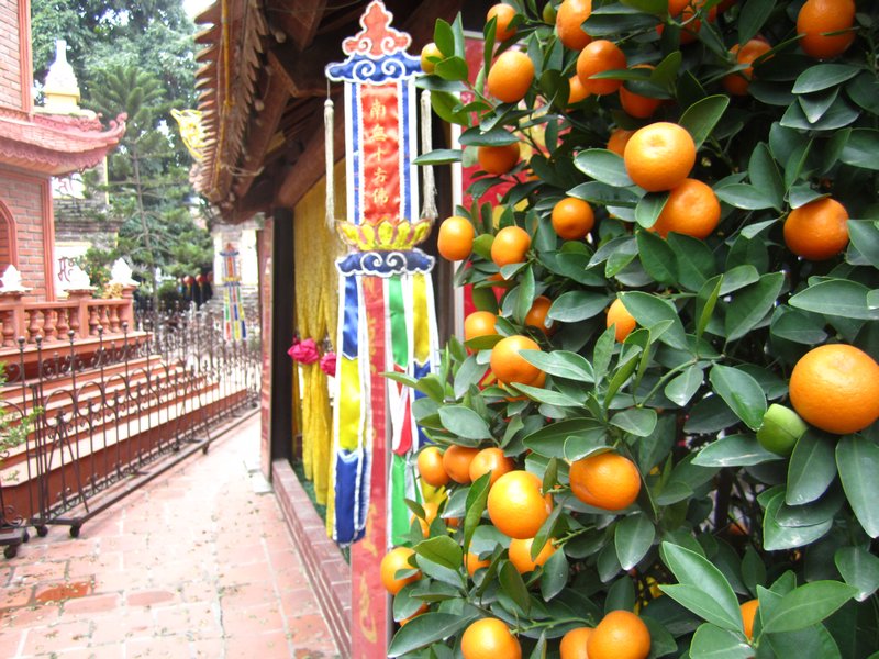 Kumquat tree at temple
