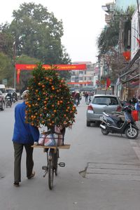 Kumquat tree on a bike