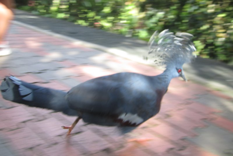 Running bird.