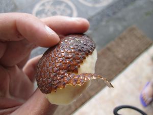 Snakeskin fruit