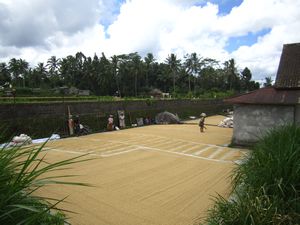 Large-Scale Rice Production