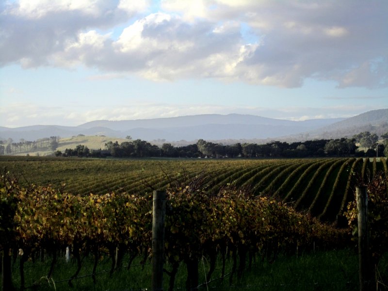 Yarra wine country!!
