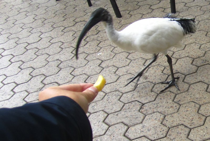 My lunchtime friend with the big beak!