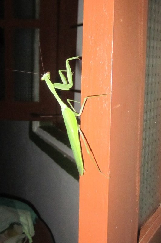 The praying mantis at our hotel