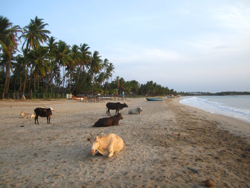 Beach cows!!