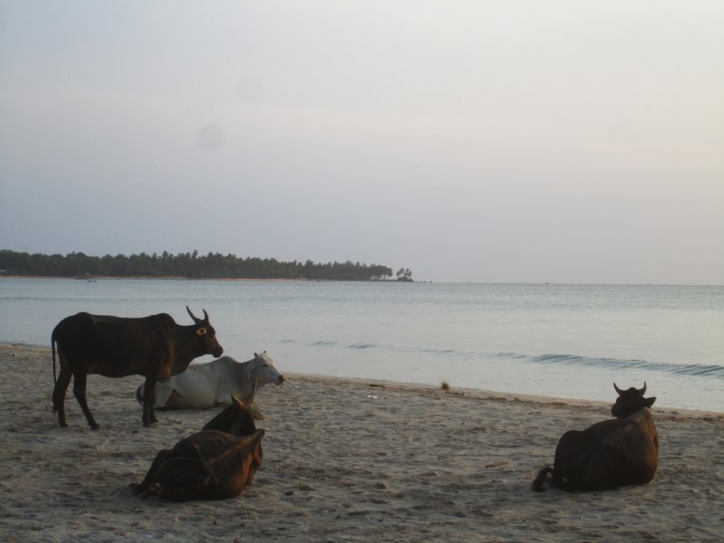 Time to say goodbye to the beach cows...