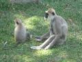 The monkeys are different on Sri Lanka. Love the gangly look!