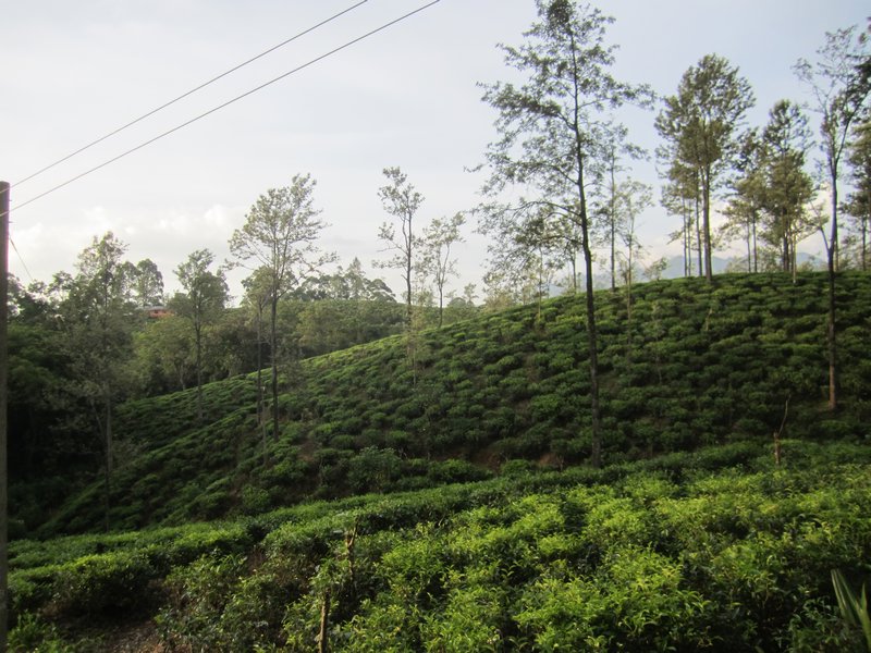 Beautiful Tea Plantation