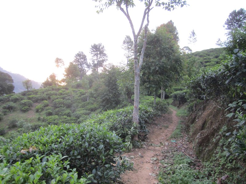 Tea plantation trail 
