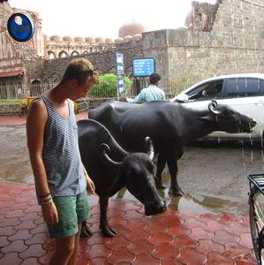 My so-called 'friends' the water buffalo in DT Mandu