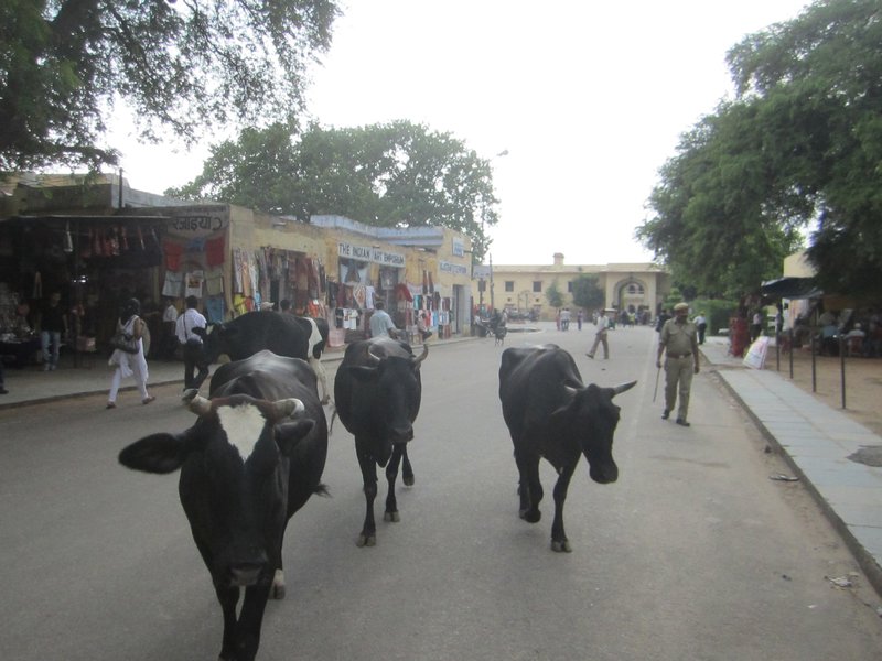 Street cows outside the palace