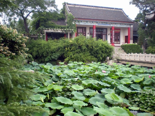 Another lotus pond...
