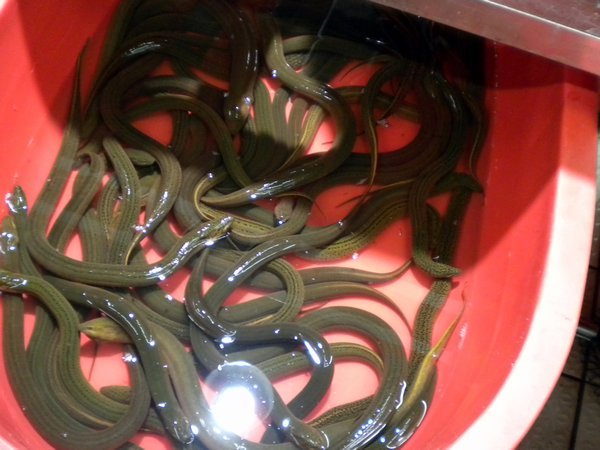 More snakes or eels...?