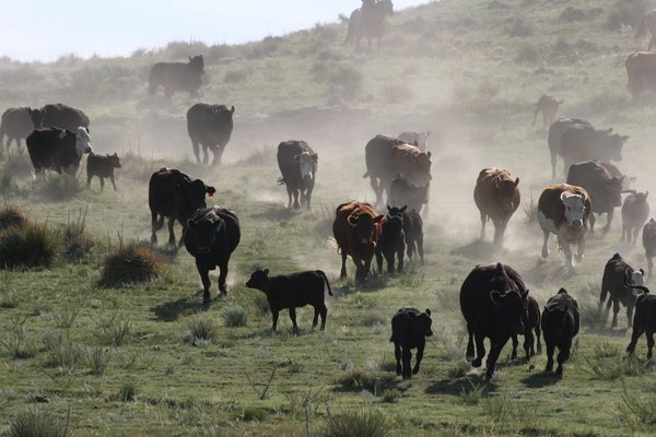 Northeast Colorado Cattle Ranch