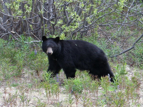 Black Bear roadside