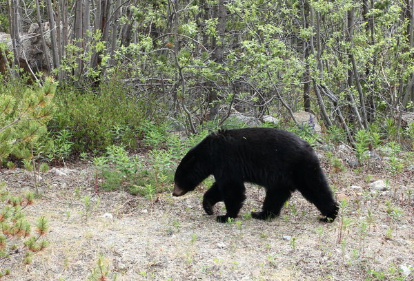 Black bear on the Klondike Highway