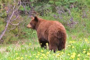 Brown Bear eating roadside vegetation