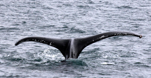 Whale Tail 2