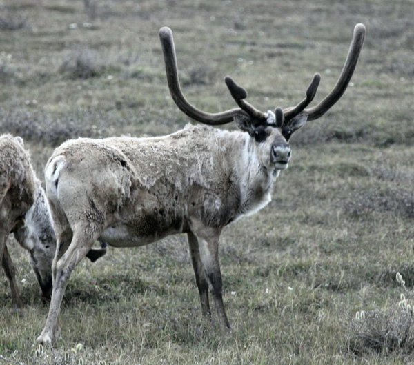 Bull Caribou