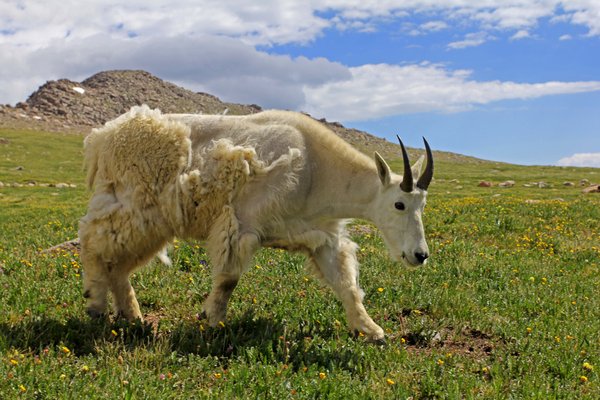 Mountain Goat 1