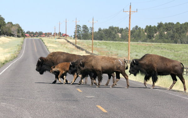 Crossing Buffalo