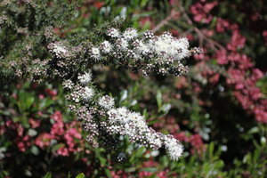 Tasmanian Flora 1