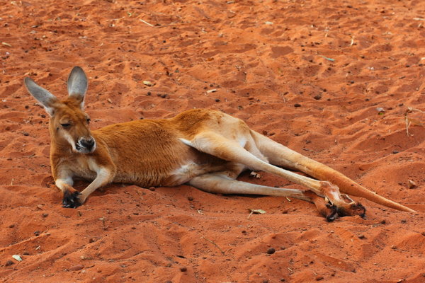 Resting Red 'Roo