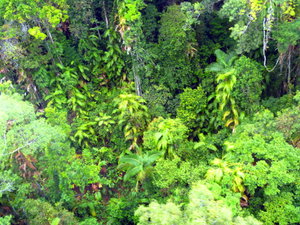 Rainforest 3