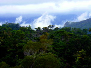 Rainforest morning mist