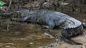 Saltwater Croc 1