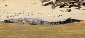 Saltwater Croc 2