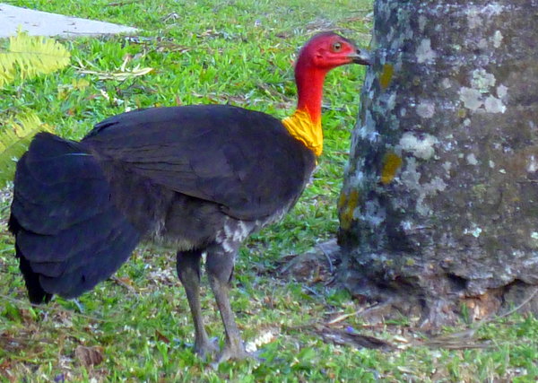 Bush Turkey