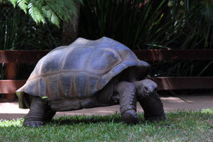World's largest tortoise