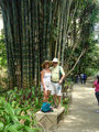 Very large bamboo trees