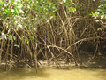 more of Mangrove