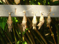 Butterfly cocoons