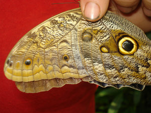Owl Butterfly also looks like snake