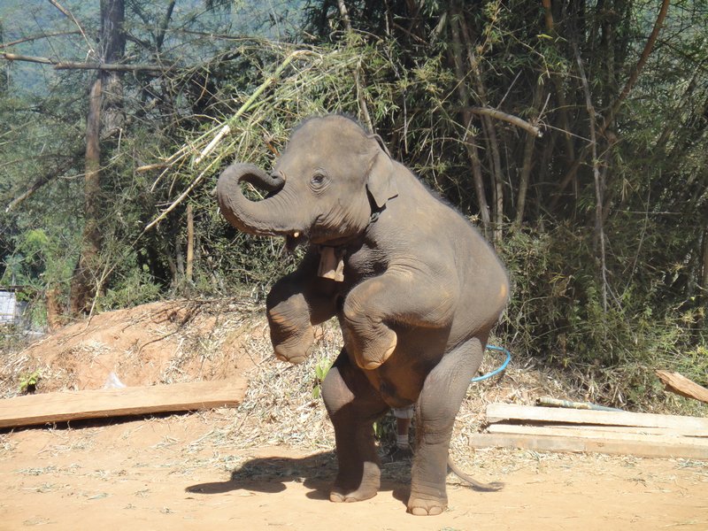 Performing elephant 