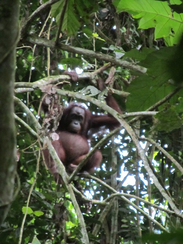Spotted...One orangutan and one pot belly
