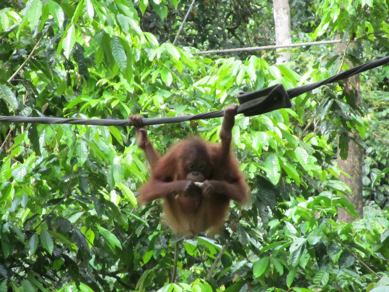 Orangutan yoga
