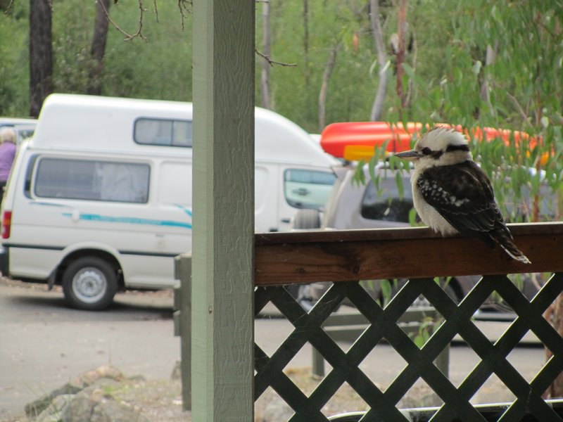 Campervan and Kookabura