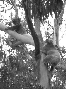 Wild koalas