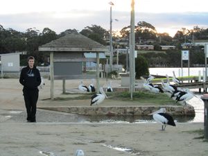 Will and pelicans