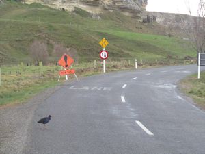 Why did the Pukeko cross the road?