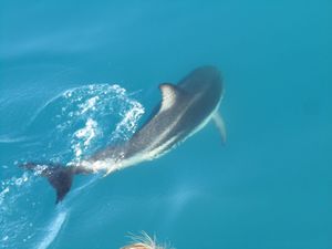 Dusky dolphine escort