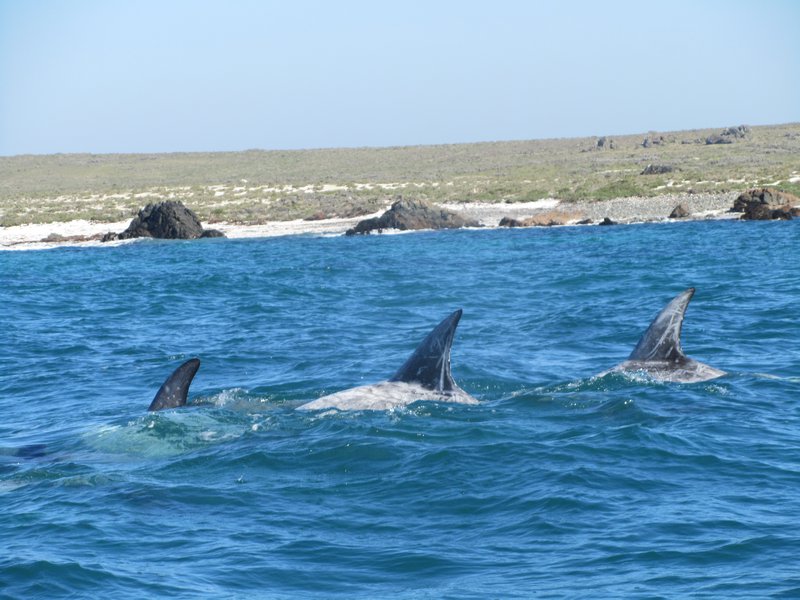 A pod of grey dolphines