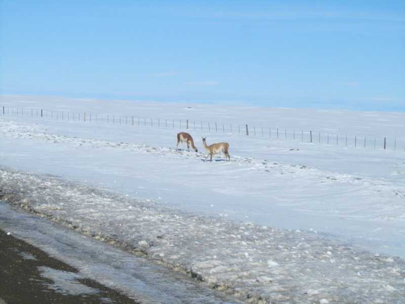 Vicuna in the snow