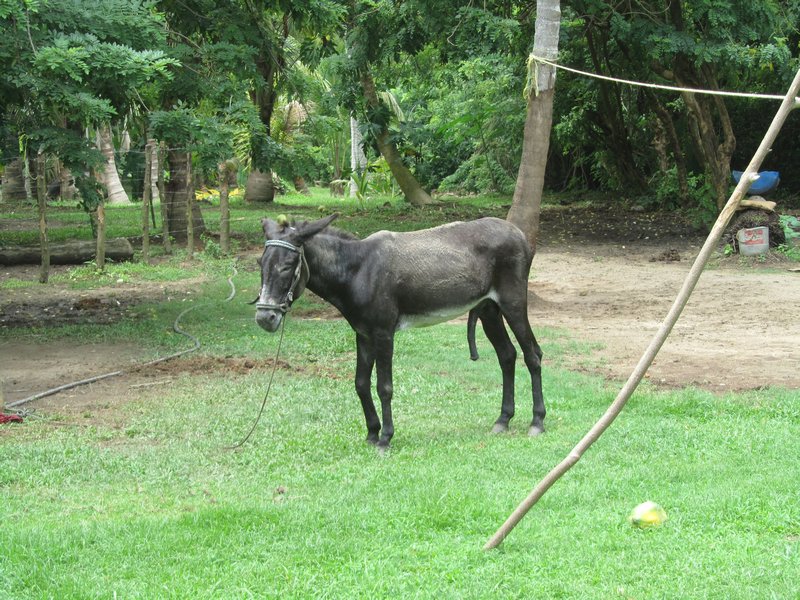 Donkey living up to it's stereotype