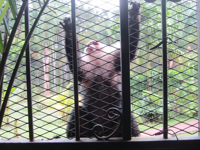 Monkey on the outside and humans in the cage!